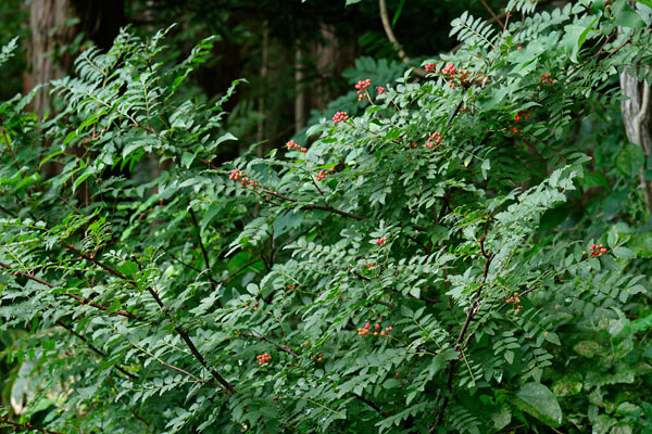 サンショウの果実 画像 木の実 山の実 無料写真素材 フリー写真素材
