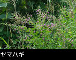 ヤマハギ 万葉集の花 無料写真素材