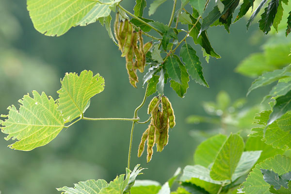 クズの実 画像1 つる性植物 枝豆のような形状 毛に覆われた 無料写真素材
