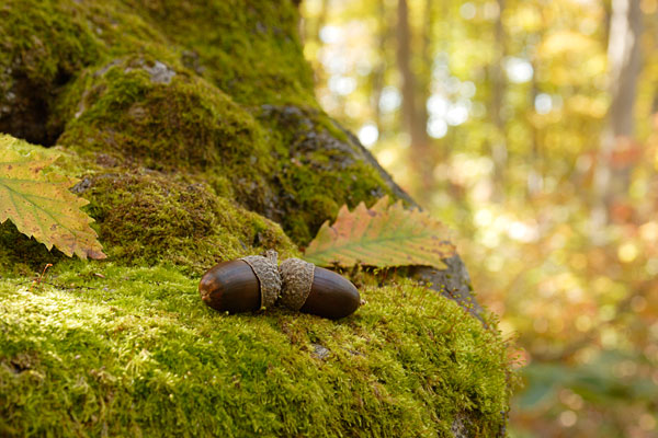 秋・紅葉した落葉樹の森林 苔むした大木の根に落ちたドングリ画像2 無料写真素材 
