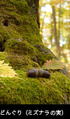 紅葉黄葉の森ドングリ（ミズナラ）の実と巨木の根、無料写真素材