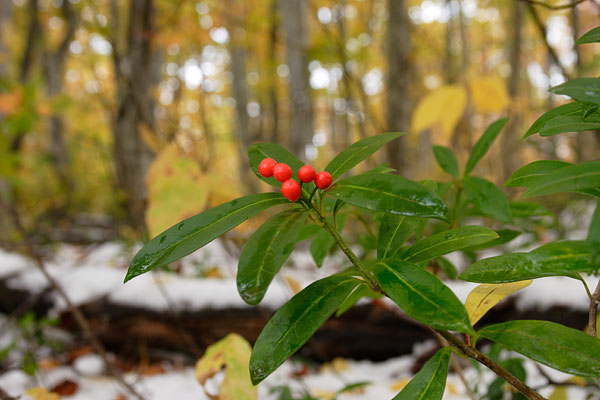ツルシミキの果実 画像1 常緑 艶のある葉 7ミリ位 赤い実 落葉樹 林床 無料写真素材