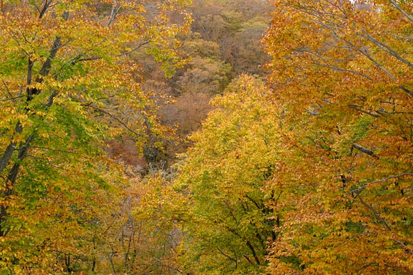 秋 紅葉の森林 ブナの木黄葉 落葉高木 山地 画像5 無料写真素材フリー
