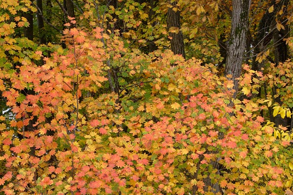 秋 緑 黄色 赤へ色を変えるカエデ 紅葉 森林 木の葉 山地 画像 無料写真素材 