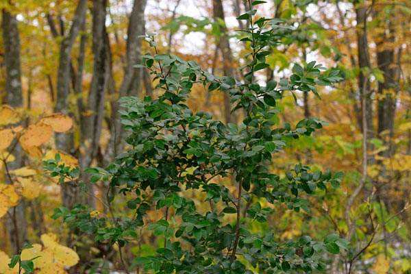 姫榊 紅葉の森林で目立つ常緑樹 木の葉 山地 画像 無料写真素材 