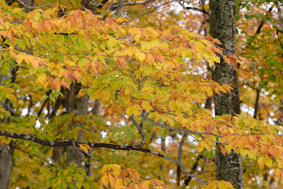 b33-6130　紅葉・黄葉したブナの葉