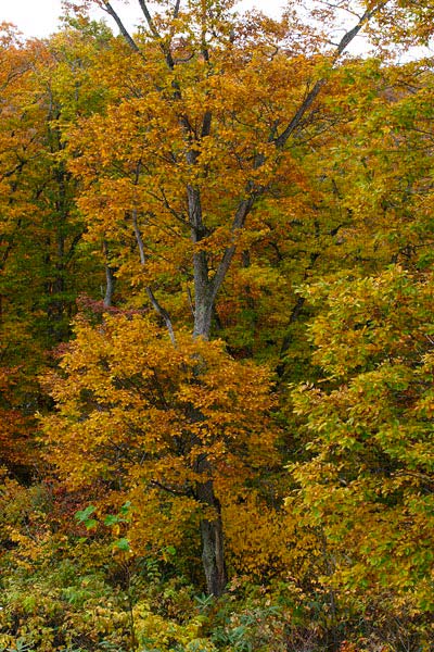 ミズナラ（ドングリの木） 黄葉 落葉高木 森林 画像2 フリー写真素材