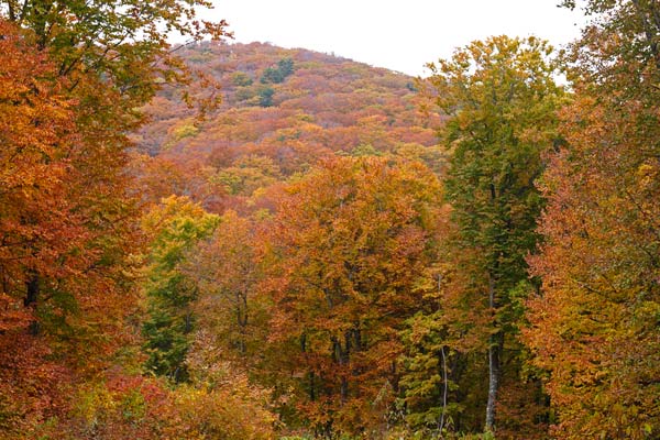 紅葉 黄葉の森 ブナ ミズナラ 落葉高木の森林 画像 無料写真素材 フリー