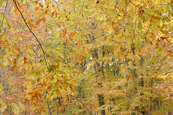 秋 ブナの黄葉 秋の色彩 山地 森林 画像1 無料写真素材 