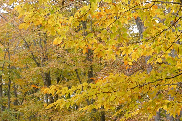 秋 黄色に染まったブナの葉 秋の色彩 山地 落葉高木樹 画像2 フリー写真素材  
