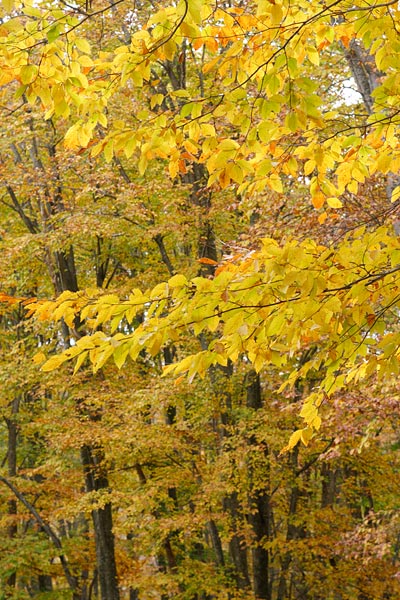 秋 黄色に染まったブナの葉 秋の色彩 山地 画像3 無料写真素材 