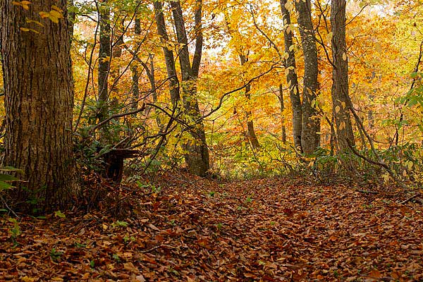 秋 森の道 紅葉した落葉樹林 落ち葉の道 画像 山道 画像 無料写真素材 