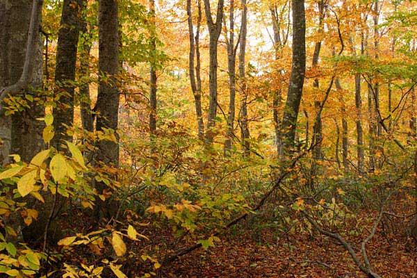 秋 紅葉黄葉した落葉樹林 林内 画像 2無料写真素材 
