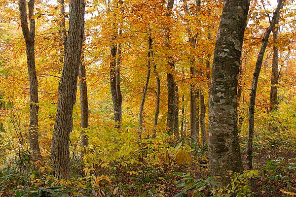 秋 紅葉黄葉した落葉樹林 ブナミズナラ 林内 画像 3 フリー写真素材 