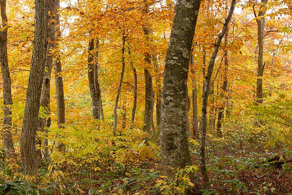 秋 紅葉黄葉した落葉高木樹林 ブナミズナラ 林内 画像 4 無料写真素材 