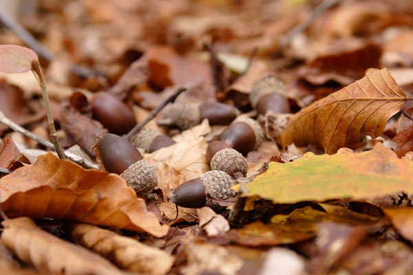 ブナやミズナラの枯れ葉が散り積もった上に落ちているドングリの実