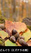 秋の森、 木の実、どんぐり（ミズナラ）の実、画像