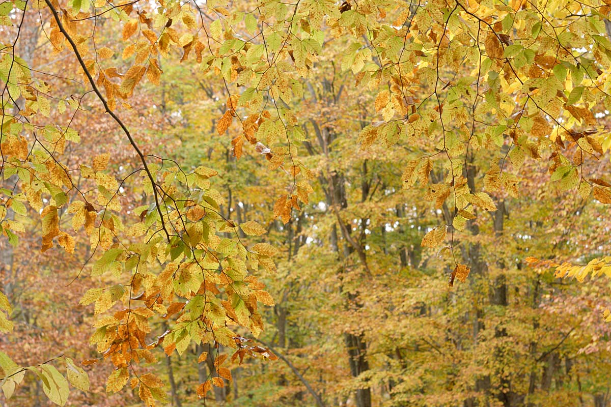 b34-6335　紅葉 黄葉の森 ブナの黄葉1