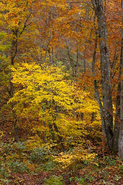 イタヤカエデの黄葉 画像2 山地 秋の森林 フリー写真素材