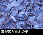 無料写真素材「冬、早春の森」霜が落ちたミズナラの落ち葉