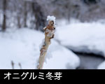 「オニグルミ冬芽 サルの顔 フリー写真素材