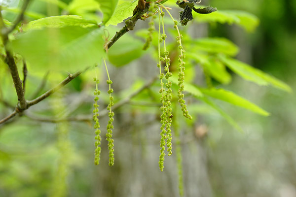 ミズナラの花（どんぐり）緑 垂れ下がる 木の花　無料写真素材　フリー写真素材