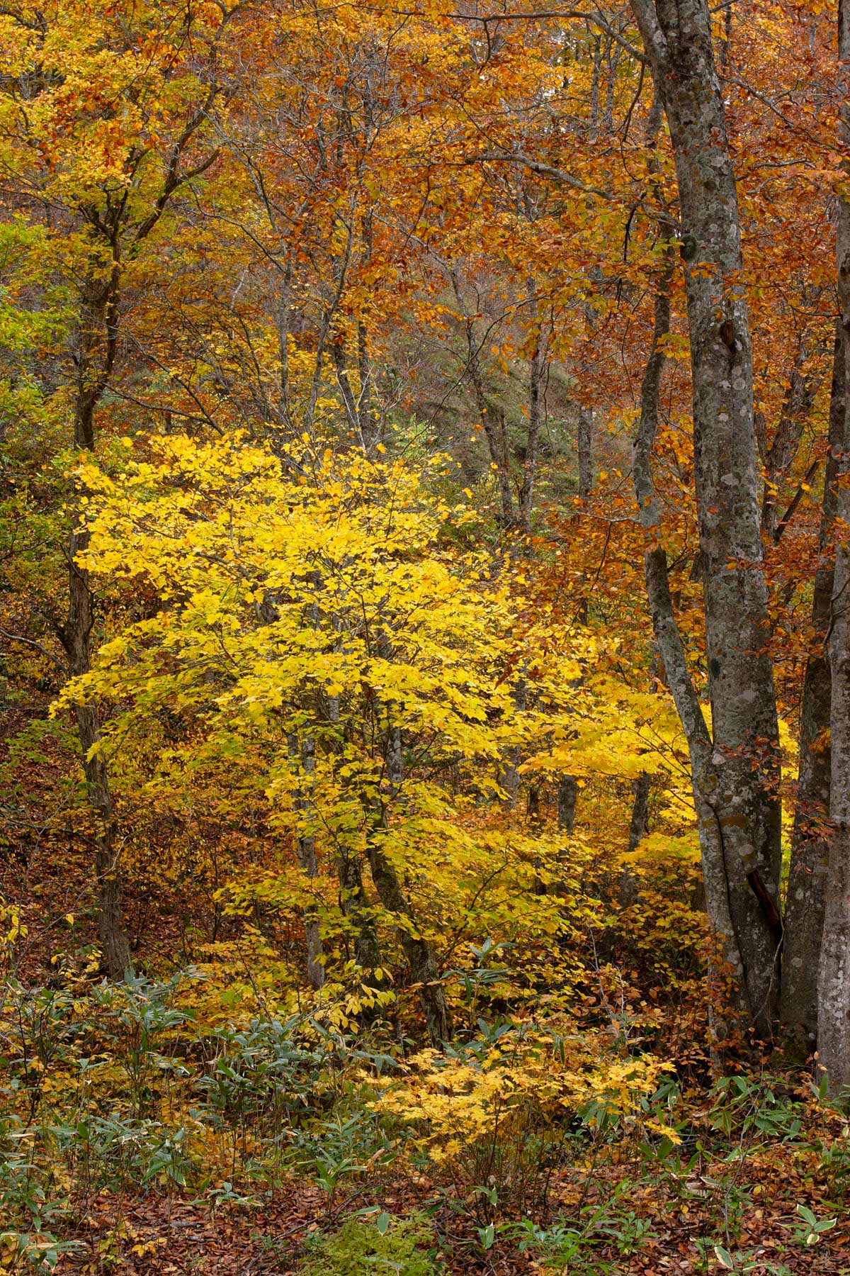 b35-6429　 紅葉 黄葉の森 イタヤカエデの黄葉2