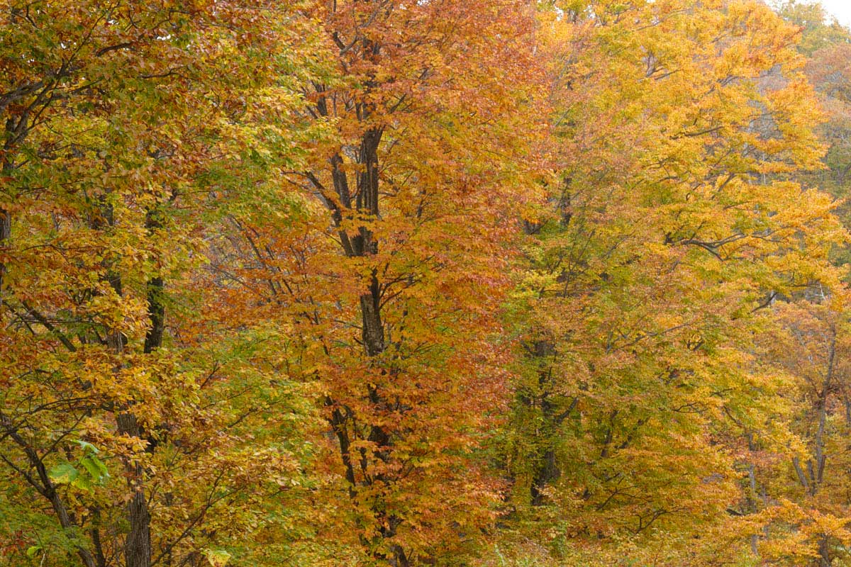 b35-6437　 紅葉 黄葉の森　ブナの木・ミズナラの木 秋の彩り