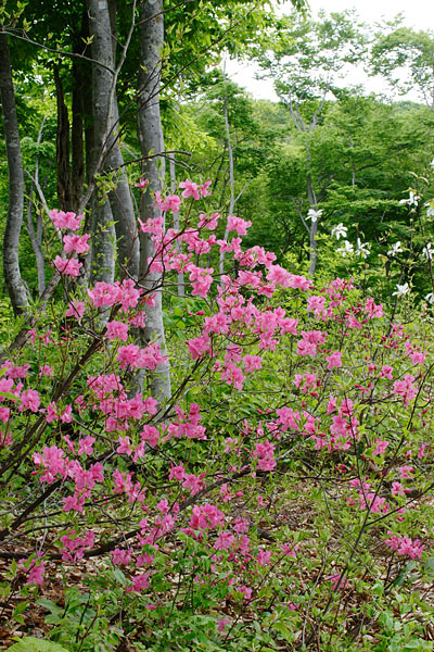 ブナ林に咲く花 ムラサキヤシオツツジ 無料写真素材