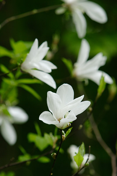 コブシの花 山野 高木3月4月5月白い花 無料写真素材 画像2