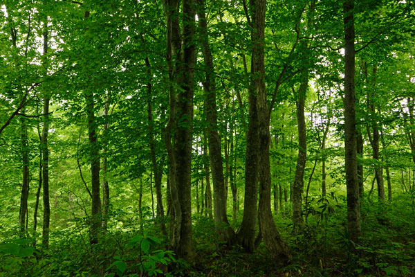 森の色彩 落葉広葉樹林 深緑 ナチュラルグリーン ブナの林 無料写真素材 