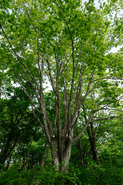 ミズナラの木（どんぐりの木）落葉高木樹 画像1 無料写真素材