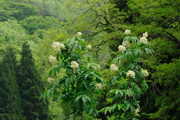 　ニワトコの木　 花　画像4　森林の白い花　フリー写真素材「花ざかりの森」