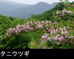 初夏の山野草 画像 タニウツギの花