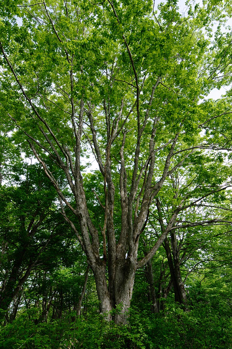 b37-7657　ミズナラの木（どんぐりの木）