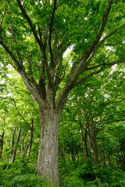 ミズナラの木（どんぐりの木）縦 落葉樹 画像3 フリー写真素材 