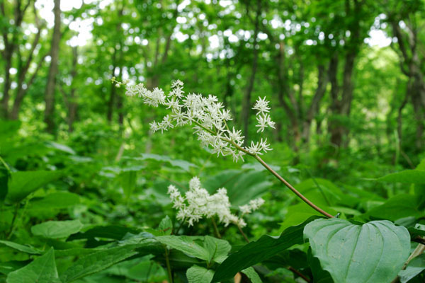 ユキザサ 初夏の森林に咲く草花 白く細い花弁 フリー写真素材 画像2