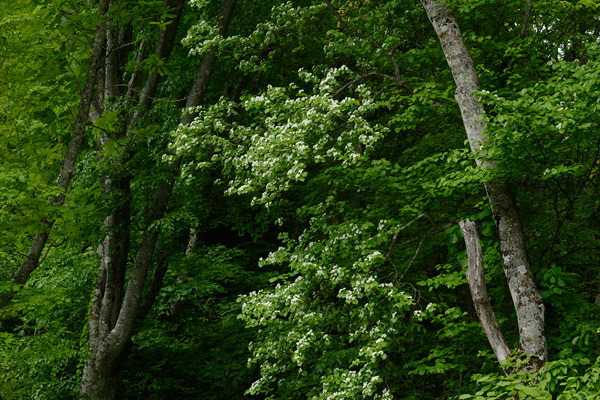 ミヤマザクラ 森林に咲く花 無料写真素材 画像1
