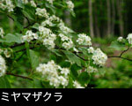 森林に咲くミヤマザクラ
