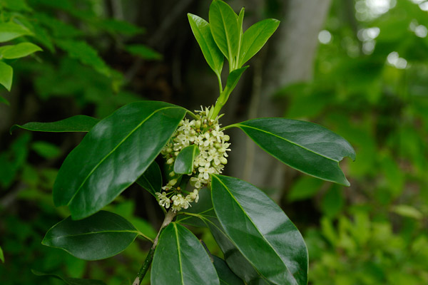 ヒメモチの花 ブナ林 低木つやのある葉 5月6月葉脇に沢山の小さな花 画像 写真 フリー素材
