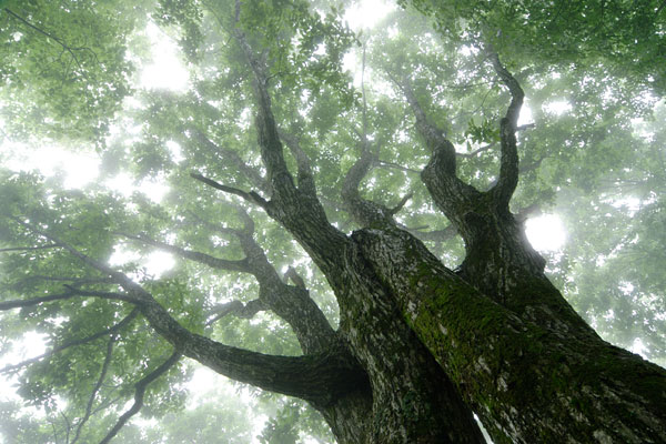 霧がかかったミヅナラの森林 ドングリ 巨木 大木 幻想的 画像3 無料写真素材 フリー