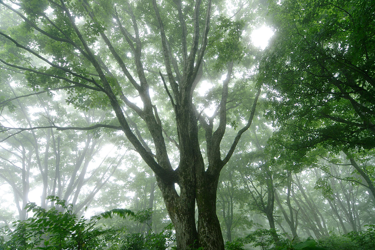 b38-8026　霧がかかったドングリの森（ミズナラ）1