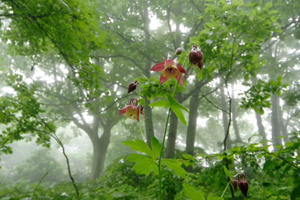 ヤマオダマキ　森林に咲く夏の山野草　 無料写真素材　画像1