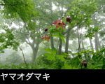 ヤマオダマキ森林に咲く夏の山野草 無料写真素材