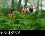 夏の山野草ヤマオダマキの花 画像 写真 フリー素材