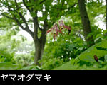 山野草 壁紙「ヤマオダマキ」の花 無料写真素材