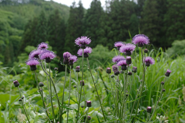 ノアザミ　山野草 山野 森林 5月6月7月8月紅紫色の花　無料写真素材　画像1