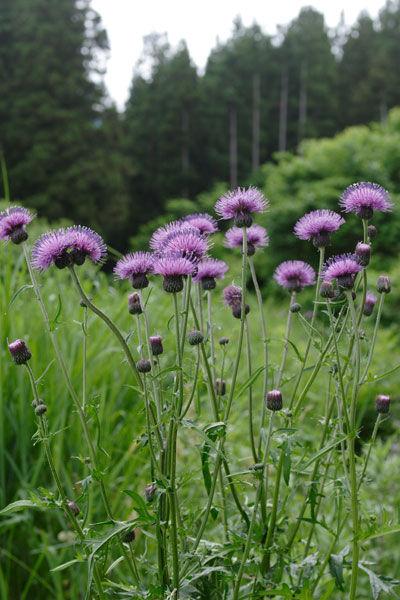 「ノアザミ」夏 紫色の山野草　フリー写真素材　画像2