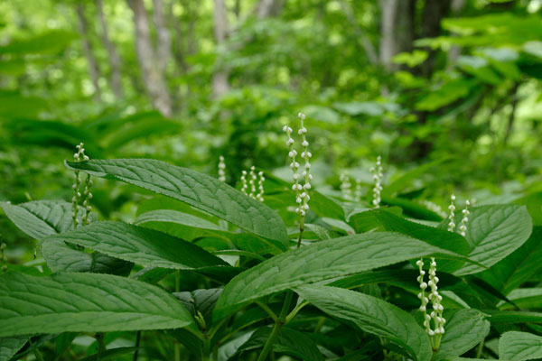 フタリシズカ 森林の山野草4月5月6月 二本の細長い白い花穂 無料写真素材 画像2