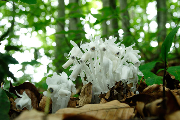 ギンリョウソウ 山野草 山地 林内 5月6月7月8月 透明がかった真っ白な花 画像 フリー写真素材